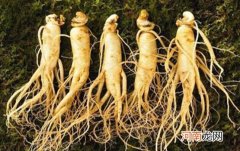 正确隔水蒸人参的方法是什么 如何正确的处理人参
