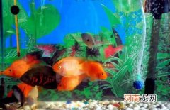 怎样让新鱼快速适应新环境