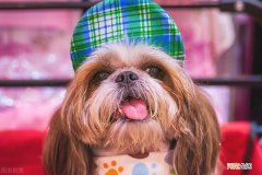 养狗哪个品种比较好养 养狗养什么品种的比较好