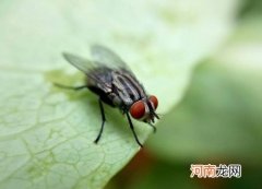养殖场苍蝇多怎么办有何妙招