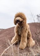 泰迪犬价格的高低与什么因素有关 小泰迪狗一般多少钱一只