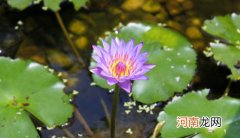 碗莲夏天需要遮阴吗？