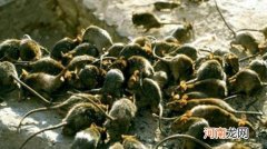 卧室有老鼠睡觉安全吗 可能咬坏家具影响睡眠质量