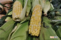 水果玉米煮多久能熟？水果玉米可以生吃吗？