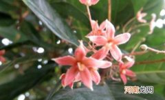 有散瘀止痛的功效 假苹婆可以吃吗，果实可以吃