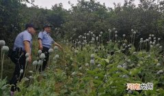 止咳止泻 大烟壳煮水的作用 大烟壳的危害有哪些