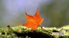 立秋是末伏的开始吗？