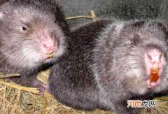 孕妇哺乳期少吃 什么人不能吃竹鼠?所有人都能吃