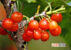 樱桃洗了能放冰箱吗？