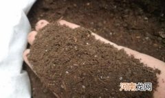 松针土怎么制作