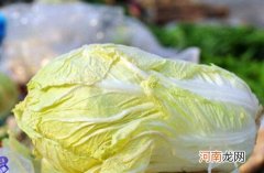 地窖或阴凉处 白菜可以放冰箱吗 白菜储存方法有哪些