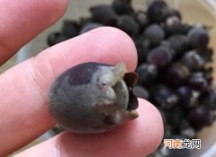 稔子酒能泡几年 保存良好三年内饮用都可以