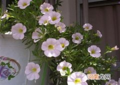 百万小铃的养殖方法是什么？