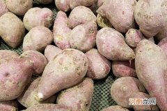 红薯是茎还是根