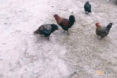 东北鸡和普通鸡有什么不同？你了解吗？