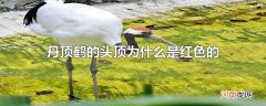 丹顶鹤的头顶为什么是红色的