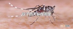 蚊子白天躲在哪里