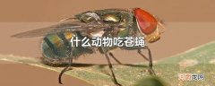 什么动物吃苍蝇