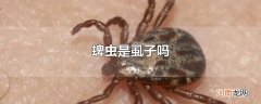 蜱虫是虱子吗