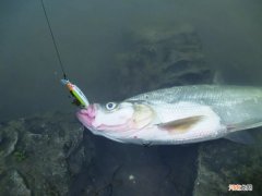 路亚翘嘴这两种假饵新手也能轻松上鱼 路亚钓翘嘴用什么饵最好