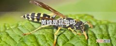 黄蜂是昆虫吗