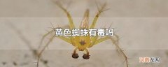 黄色蜘蛛有毒吗