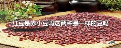 红豆是赤小豆吗这两种是一样的豆吗
