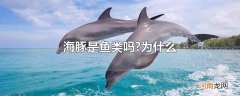 海豚是鱼类吗?为什么