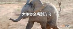 大象怎么辨别方向