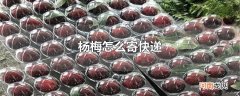 杨梅怎么寄快递