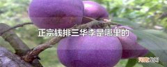正宗钱排三华李是哪里的