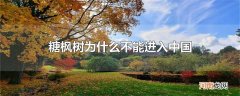 糖枫树为什么不能进入中国
