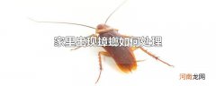 家里出现蟑螂如何处理