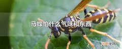 马蜂怕什么气味和东西