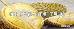 榴莲不太熟在太阳下晒一下可以吗