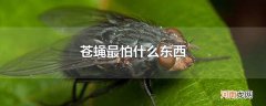 苍蝇最怕什么东西