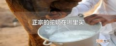 正宗的驼奶在哪里买
