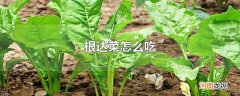 根达菜怎么吃