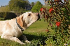 导盲犬一般是什么品种的狗狗 导盲犬一般是什么品种