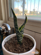 适合养在卧室的花吸废气净化空气 最适合放卧室的十种花