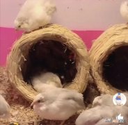 芦丁鸡为什么不建议养 为什么禁止饲养芦丁鸡