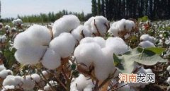 埃及长绒棉是什么面料