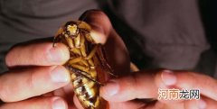 蟑螂怎么消灭最彻底