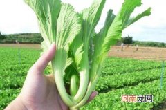 芥菜的苦味有毒吗?苦味素在作祟实际上健康又去火