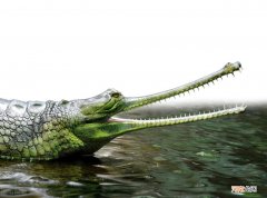 鳄鱼最怕的五种动物 鳄鱼的天敌是什么动物