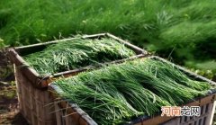 沙葱为什么那么贵