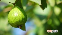 番石榴叶煮水的害处 属于温性可能出现内热情况