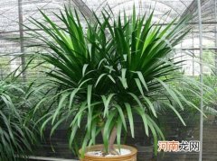 盆栽棕榈树怎么养