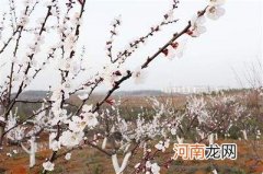 杏花村在哪里 杏花村在哪里理由是什么