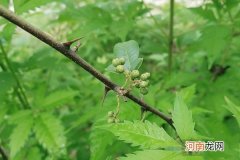 花椒粉标准